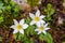 Three Alpine pasque flowers in mountains