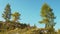 Three alpine trees on blue sky background