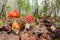 Three Amanita muscaria or fly agaric fungus in nature