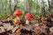 Three Amanita muscaria or fly agaric fungus in nature