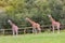 Three amazing big giraffes