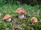 Three amazing edible mushrooms boletus edulis known as porcini in summer forest