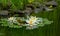 Three amazing white water lilies or lotus flowers Marliacea Rosea in old pond. Nympheas are reflected in dark water.