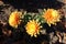 Three amber yellow flowers of Chrysanthemum in November