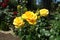 Three amber yellow flowers of rose