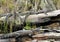 Three American Alligators basking in the Okefenokee Swamp