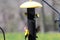 Three American Goldfinches and two House Finches on a backyard birdfeeder