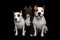 Three American Staffordshire Terrier Dogs Isolated on Black Background