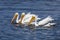 Three American White Pelicans - Sanibel Island, Florida