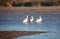 Three American White Pelicans in the Santa Clara river at McGrath State Park on the Pacific coast at Ventura California USA