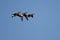 Three American Wigeons Flying in a Blue Sky