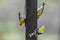 Three american yellow finch