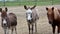 Three Amigos. A horse and 2 donkeys stare intently at photographer