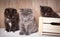 Three amusing playful kittens sit around a wooden box and look down