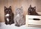 Three amusing playful kittens sit around a wooden box and look up