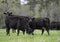 Three Angus crossbred brood cows in springtime