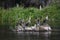 Three Anhinga Birds Standing on Stump