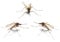 Three Anopheles mosquitos