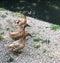 Three Anser geese standing in a row on river bank