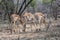 Three antelopes eating in the bush of Kruger Park