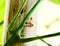 Three ants playing on Laurel Clockvine leaves