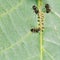 Three ants tending aphids group on leaf