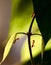 Three ants walking on Laurel Clockvine.