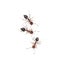 three ants on white background