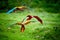 Three Ara parrots, flying directly at camera. Bright red and blue south wild american parrots, Ara macao, Scarlet and Green