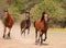 Three Arabian horses racing in the pasture