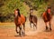 Three Arabian horses racing in the pasture