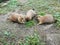 Three Arctic ground squirrels in nature