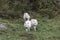 Three Arctic Wolves