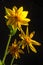 Three Arnica Flowers on Black with Backlight