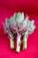 Three Artichokes On A Vintage Metal Tray On A Grey Background