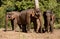 Three Asian elephants standing in the jungle in an elephant sanctuary in Cambodia