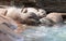Three Asian Short Clawed Otters Cuddling