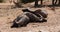 Three Asian water buffalo lying on top of each other, dozing, slow motion, 120 fps