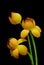 Three asian yellow lotus flower buds against black background