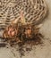 Three Asiatic Hybrids lily bulbs to weave circle with the sprout