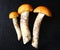 Three aspen boletus orange-cap autumn mushroom on black