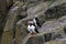 Three atlantic puffins (Fratercula arctica) standing on a rock.