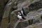 Three atlantic puffins (Fratercula arctica) standing on a rock.