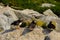 Three Atlantic puffins resting on a rock