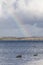 Three Australian black swans in the sea of Kangaroo Island with a rainbow in the background, Western Australia