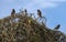 Three Australian Common Mynas (Acridotheres tristis)