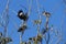 Three Australian Common Mynas (Acridotheres tristis) perched on a tree