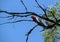 Three Australian Galahs (Eolophus roseicapilla) on a tree