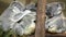 Three Australian Koalas resting during the day.