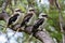 Three Australian laughing kookaburras perched on a tree